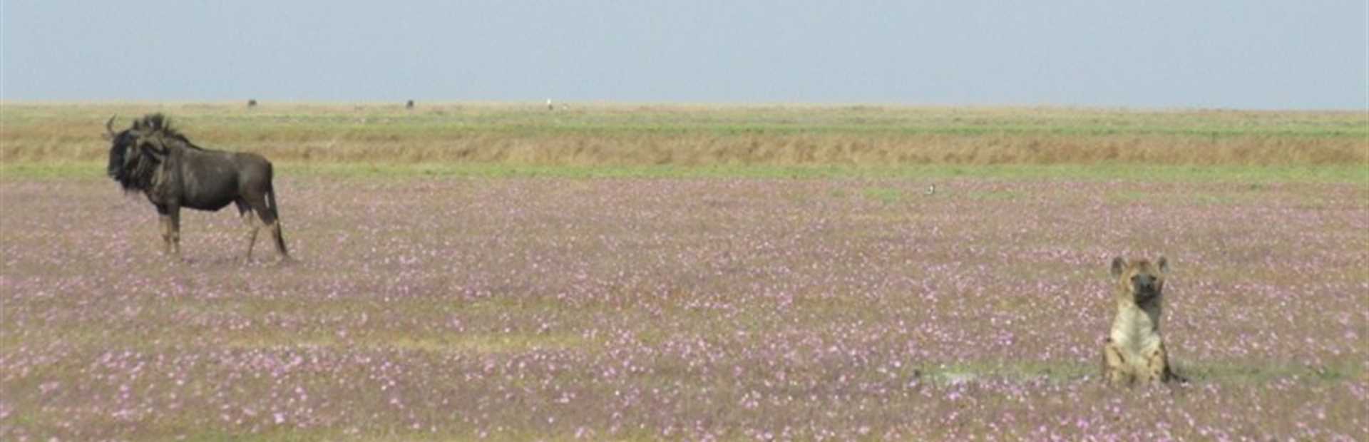 Liuwa Plain